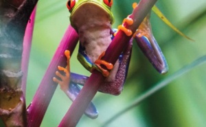 L’Office de Tourisme du Costa Rica édite un manuel des ventes