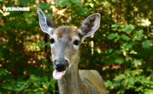 Voyages Vert Vous - Les Laurentides (épisode 8) Voyages Vert Vous - Les Laurentides (épisode 8)