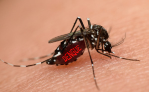 La pandémie de Covid-19 ne doit pas nous faire oublier la dengue