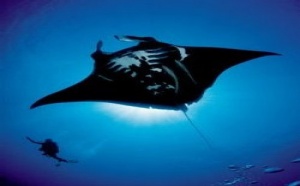 Nouméa : réouverture du Grand Aquarium pour son 50e anniversaire