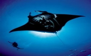 Nouméa : réouverture du Grand Aquarium pour son 50e anniversaire
