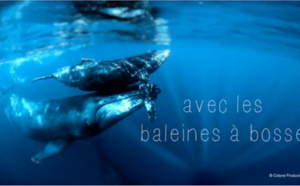 Ile de La Réunion Tourisme : les baleines à bosse, quel spectacle !