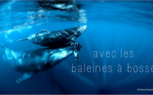 Ile de La Réunion Tourisme : les baleines à bosse, quel spectacle ! Ile de La Réunion Tourisme : les baleines à bosse, quel spectacle !