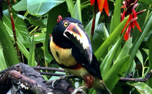 Pandémie : J'ai testé pour vous le Costa Rica en mode Covid-19 Pandémie : J'ai testé pour vous le Costa Rica en mode Covid-19