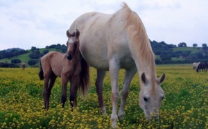 Mon cheval pour une ministre…