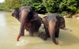 Nouveau : Asia va développer un réseau d'agences labellisées Nouveau : Asia va développer un réseau d'agences labellisées