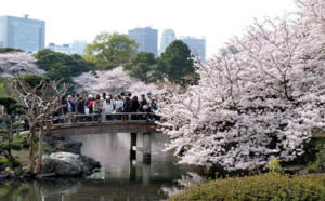 Japon : les TO bourgeonnent et les cerisiers du tourisme refleurissent