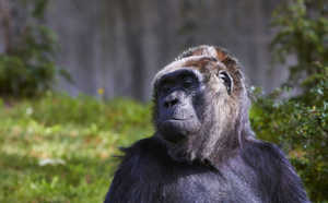 Vraiment trop bête... la cause animale l'emportera-t-elle sur le divertissement ?