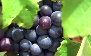 Voyage Australie : II. Adelaïde, terre de culture et de vignobles Voyage Australie : II. Adelaïde, terre de culture et de vignobles