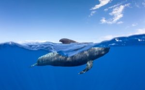 Observation des cétacés : Tenerife obtient la certification "Responsible Watching" Observation des cétacés : Tenerife obtient la certification "Responsible Watching"