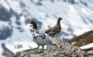 Pas de ski (alpin) cette année… c’est l’occasion de s’intéresser à la biodiversité montagnarde !