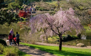 Parc Oriental de Maulévrier (Cholet) : vivez la floraison des cerisiers comme si vous étiez au Japon