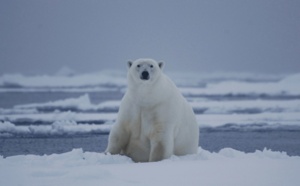 Croisières polaires : L'ours et l'apéro...