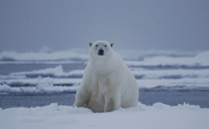 Croisières polaires : L'ours et l'apéro...