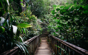 La Réunion, intensément nature