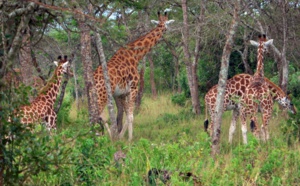 Coronavirus Afrique : J'ai testé pour vous l'Ouganda, confidentiel, safe, nature, préservé… what else ?  Coronavirus Afrique : J'ai testé pour vous l'Ouganda, confidentiel, safe, nature, préservé… what else ?