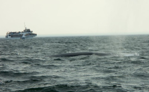 Canada : le Saint-Laurent, au grand air du Québec Canada : le Saint-Laurent, au grand air du Québec