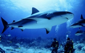 La case de l'Oncle Dom : gang de requins…