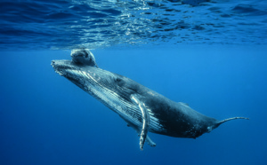 La saison des baleines est lancée à La Réunion !