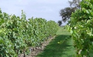 Charente-Maritime : le Cep Enchanté, un parc à thème dédié à la vigne