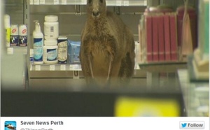 Australie : l'aéroport de Melbourne bloqué à cause d'un... kangourou !