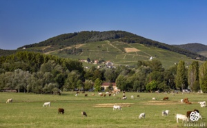 Le Beaujolais, un terroir derrière le vin…