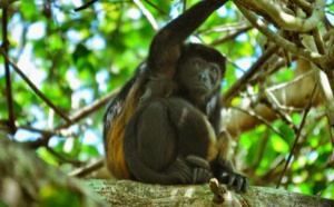 Réceptif : Arawak Experience, l’expert de l’écotourisme au Costa Rica