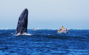 Réveillons insolites : un Nouvel An avec les baleines grises au Mexique