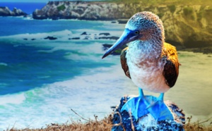 Celebrity Cruises : de nouveaux itinéraires aux îles Galápagos en 2024 Celebrity Cruises : de nouveaux itinéraires aux îles Galápagos en 2024