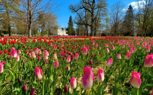 Tulipes : le Château de Cheverny retrouve son ruban multicolore