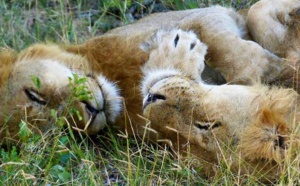 L'écotourisme animalier s'affirme et mange du lion