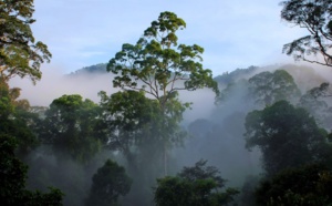 Malaisie : podcast sur la nature et les parcs nationaux avec Julien Collot d'Asian Trails