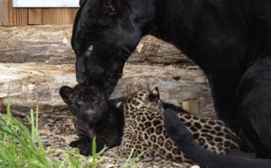 Le Parrot World dans la lumière avec la naissance de deux bébés jaguars