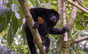 Voyages Vert Vous - Costa Rica : le long de la rivière Sarapiqui