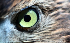 Taux de change : les faucons prennent le pouvoir Taux de change : les faucons prennent le pouvoir