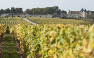 Vignoble de Sauternes autour du Château Yquem (©DR)