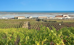 Le vignoble du Sud-Ouest inscrit au titre d'une "Route Culturelle Européenne"