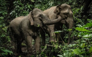 Laos : dans le refuge des éléphants, à l'Elephant Conservation Center