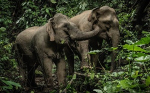 Laos : dans le refuge des éléphants, à l'Elephant Conservation Center