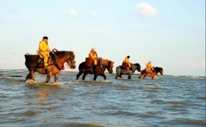 Belgique : Coxyde célèbre ses pêcheurs de crevette à cheval...
