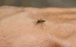 Chikungunya aux Antilles : "un joli coup médiatique mais un sale coup touristique" Chikungunya aux Antilles : "un joli coup médiatique mais un sale coup touristique"