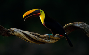 Bolivie : Sauvons l'Amazonie : Visitons le Parc Madidi !