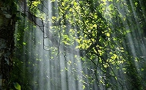 La sylvothérapie ou comment se ressourcer dans un "bain de forêt"...