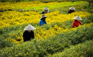 Meilleure période de l'année pour visiter le Vietnam