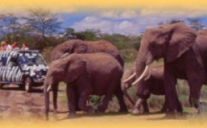 African Safari Club : vol au départ de Marseille et early booking African Safari Club : vol au départ de Marseille et early booking