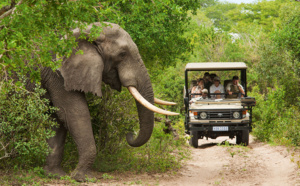 Afrique du Sud : des expériences de voyage inoubliables