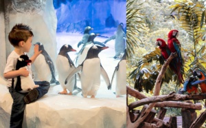 Le Sealife Paris Val d’Europe et le Parrot World de Crécy lancent un billet commun