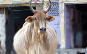 La case de l'Oncle Dom : pour les vaches grasses (et les visas) faudra repasser en Inde...