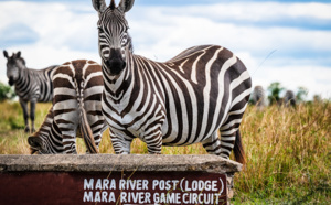 Guide de la Grande Migration des gnous et zèbres en Tanzanie par Tanganyika Expeditions