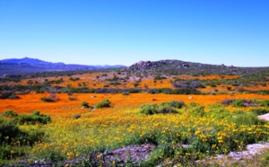 South African Tourism : "Les Français sont des touristes comme on les aime, prêts à sortir des sentiers battus" South African Tourism : "Les Français sont des touristes comme on les aime, prêts à sortir des sentiers battus"